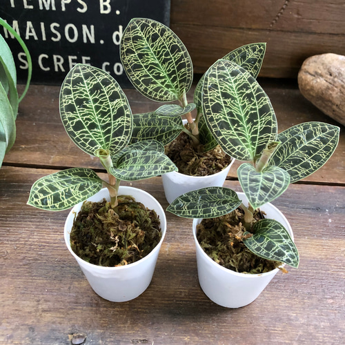 宝石蘭♡やっと入荷♡キラキラ光る葉脈♡ジュエルオーキッド♡観葉植物