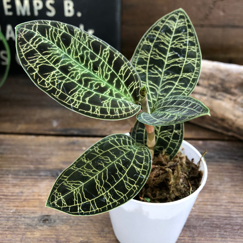 宝石蘭♡やっと入荷♡キラキラ光る葉脈♡ジュエルオーキッド♡観葉植物