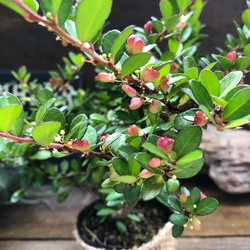 ハートのなる木♡毎年大きく♡ハートツリー♡観葉植物♡ 1枚目の画像