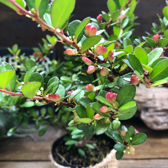 ハートのなる木♡毎年大きく♡ハートツリー♡観葉植物♡ 1枚目の画像