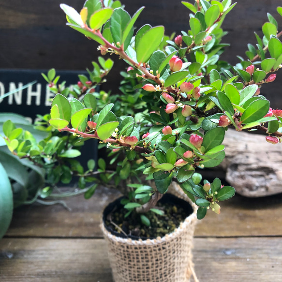 ハートのなる木♡毎年大きく♡ハートツリー♡観葉植物♡ 2枚目の画像