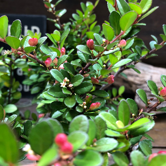 ハートのなる木♡毎年大きく♡ハートツリー♡観葉植物♡ 4枚目の画像