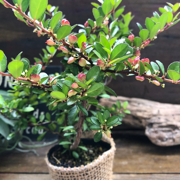 ハートのなる木♡毎年大きく♡ハートツリー♡観葉植物♡ 5枚目の画像