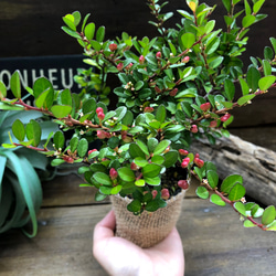 ハートのなる木♡毎年大きく♡ハートツリー♡観葉植物♡ 6枚目の画像