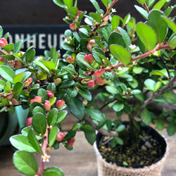 ハートのなる木♡毎年大きく♡ハートツリー♡観葉植物♡ 7枚目の画像