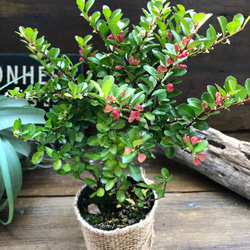 ハートのなる木♡毎年大きく♡ハートツリー♡観葉植物♡ 8枚目の画像