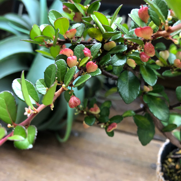 ハートのなる木♡毎年大きく♡ハートツリー♡観葉植物♡ 9枚目の画像