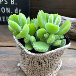 熊童子　♡多肉植物♡ぷっくり熊の手♡ 2枚目の画像