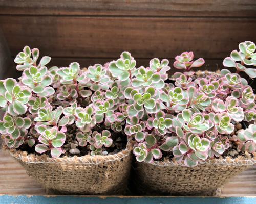多肉植物 セダム トリカラー  抜き苗♡ Amazon.co.jp: 多肉植物 セダム トリカラー 抜き苗 : ホビー