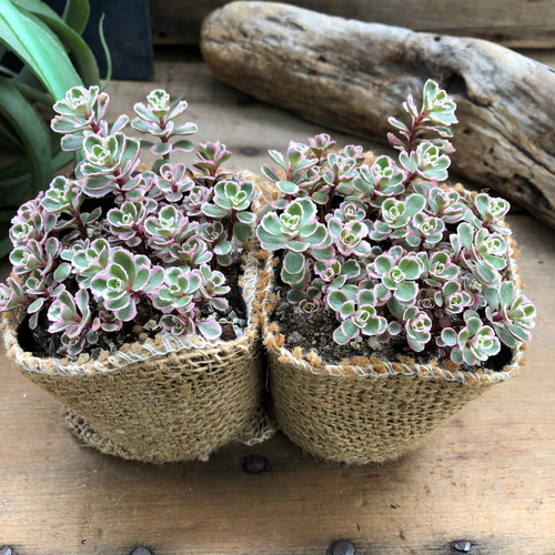 トリカラー2個セット♡お得♡セダム♡多肉植物♡インテリア