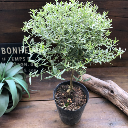 ウエストリンギア　ポリゴンポット植え替え品/ 681 K*n様 ウエストリンギア ポリゴンポット植え替え品/ 681