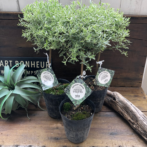 ライムライト♡スタンド仕立て♡ウエストリンギア♡ガーデニング ハー