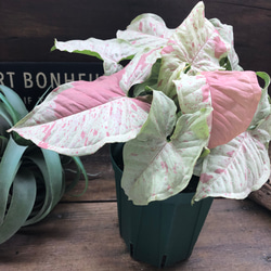 コンフィティ♡大苗♡シンゴニウム♡ピンクの斑入り アートフラワー