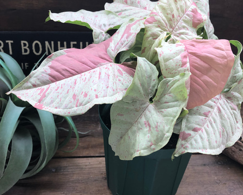 斑入り　シンゴニウム　苗　観葉植物 斑入り シンゴニウム シュリンクハート 3〜3.5号ポット苗 シンゴ