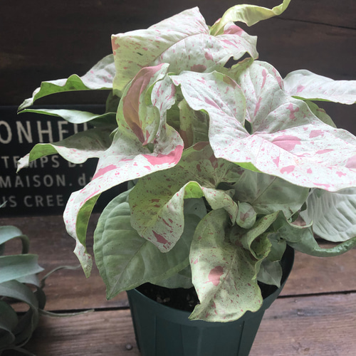 コンフィティ♡大苗♡シンゴニウム♡ピンクの斑入り アートフラワー