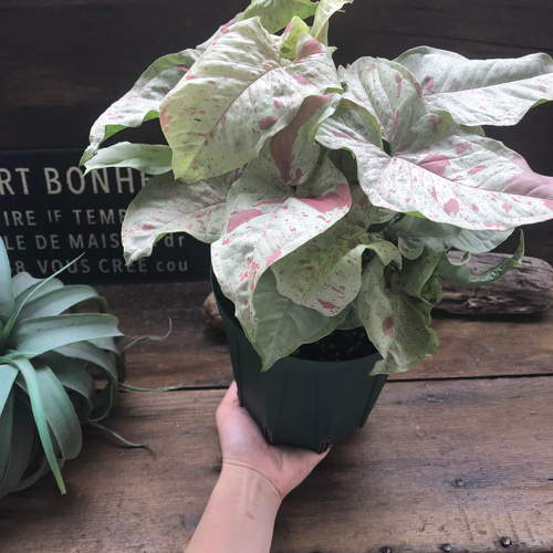 斑入り　シンゴニウム　苗　観葉植物 コンフィティ♡大苗♡シンゴニウム♡ピンクの斑入り アート