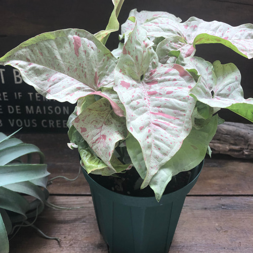 斑入り　シンゴニウム　苗　観葉植物 楽天市場】斑入り シンゴニウム シュリンクハート 3〜3.5号ポット苗