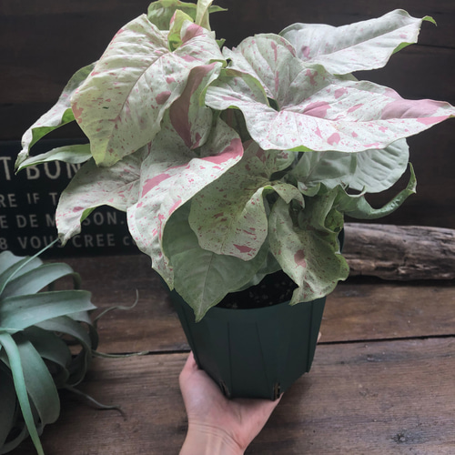 斑入り　シンゴニウム　苗　観葉植物 gp-yamacho_syngonium3