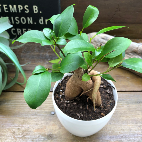 ガジュマル白鉢♡精霊が宿る♡観葉植物♡ 8枚目の画像