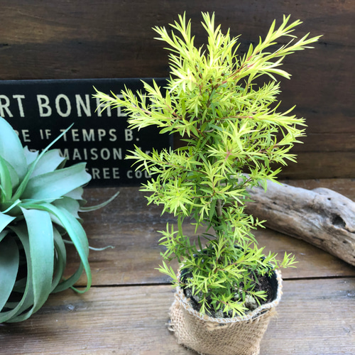 メラレウカ レボリューションゴールド 特大株 130cm❗美形 ティーツリー 楽天市場】メラレウカ レボリューションゴールド樹高1.8m以上(鉢