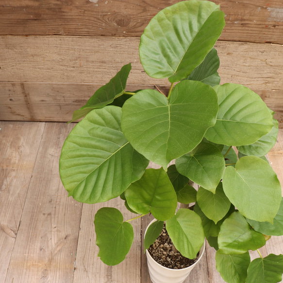 大きなサイズ♡ウンベラータ♡観葉植物♡お部屋に♡ 2枚目の画像