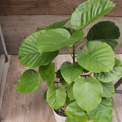 大きなサイズ♡ウンベラータ♡観葉植物♡お部屋に♡ 5枚目の画像