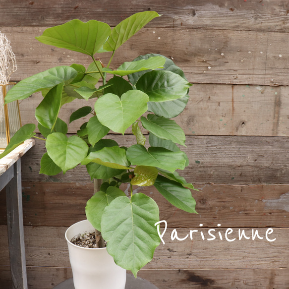 大きなサイズ♡ウンベラータ♡観葉植物♡お部屋に♡ 8枚目の画像