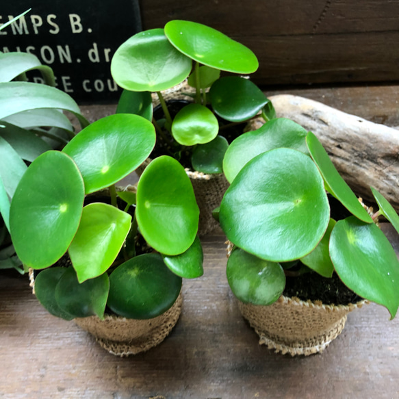 ジェイド♡ペペロミア♡観葉植物♡インテリア♡ガーデニング 10枚目の画像