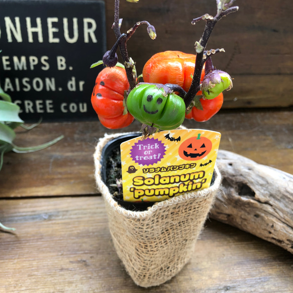 ソラナム パンプキン♡ハロウィンに♡早い者勝ち♡ アート