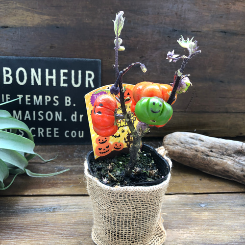 ソラナム パンプキン♡ハロウィンに♡早い者勝ち♡ アートフラワー