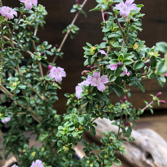 紅ちょうげ♡毎年大きく♡二季咲き♡桜色のピンクの花♡ガーデニング 8枚目の画像