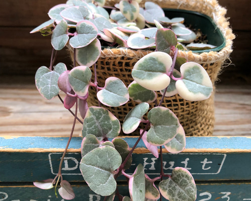 レディーハート♡斑入りハートカズラ♡垂れ下がり♡多肉植物