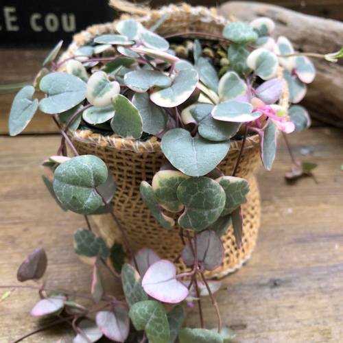 レディーハート♡斑入りハートカズラ♡垂れ下がり♡多肉植物 アート
