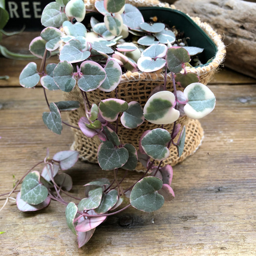レディーハート♡斑入りハートカズラ♡垂れ下がり♡多肉植物