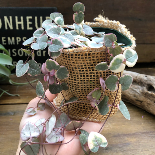 レディーハート♡斑入りハートカズラ♡垂れ下がり♡多肉植物