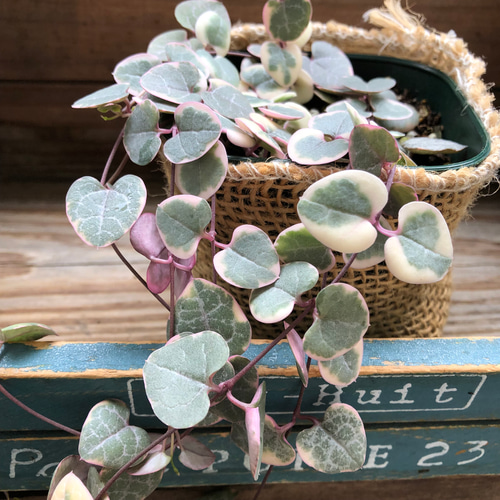 レディーハート♡斑入りハートカズラ♡垂れ下がり♡多肉植物 アート