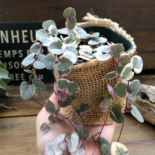 レディーハート♡斑入りハートカズラ♡垂れ下がり♡多肉植物