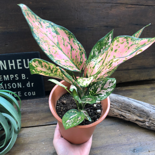 アグラオネマ♡幸せになるタイの宝石♡観葉植物 アートフラワー パリ