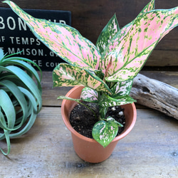 アグラオネマ♡幸せになるタイの宝石♡観葉植物 8枚目の画像