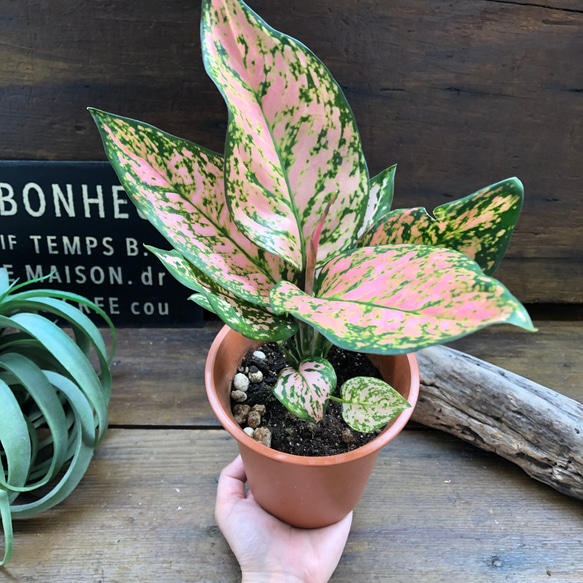 アグラオネマ♡幸せになるタイの宝石♡観葉植物 9枚目の画像