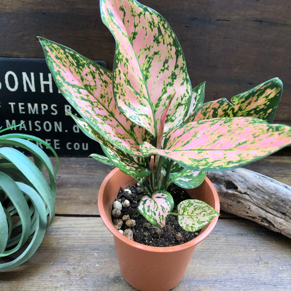 アグラオネマ♡幸せになるタイの宝石♡観葉植物 10枚目の画像