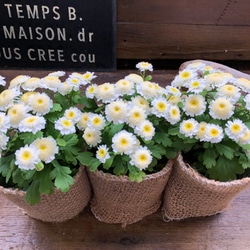 3個セット♡マトリカリア♡レース白花可愛い♡ガーデニング♡寄せ植え♡インテリア 3枚目の画像