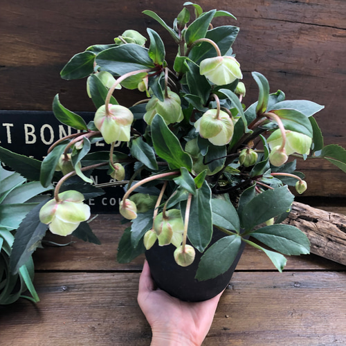 ウィンターベル♡希少♡クリスマスローズ♡小輪のベル咲き アート