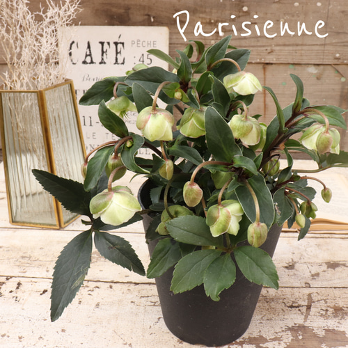 ウィンターベル♡希少♡クリスマスローズ♡小輪のベル咲き アート