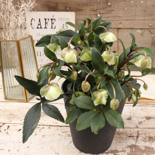 ウィンターベル♡希少♡クリスマスローズ♡小輪のベル咲き アート