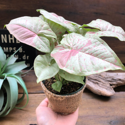 コンフェッティー♡希少♡シンゴニウム♡観葉植物 5枚目の画像