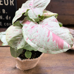 コンフェッティー♡希少♡シンゴニウム♡観葉植物 6枚目の画像