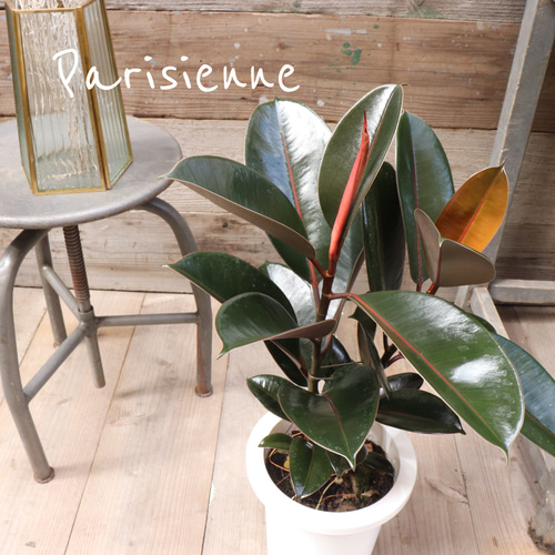 バーガンディー♡黒ゴムの木♡フィカス♡観葉植物 アートフラワー パリ