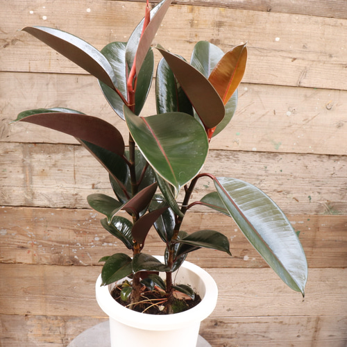 バーガンディー♡黒ゴムの木♡フィカス♡観葉植物 アートフラワー パリ