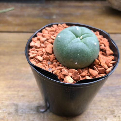 ロホホラ♡七色の夢が見れる♡トゲのないサボテン♡多肉植物 アート